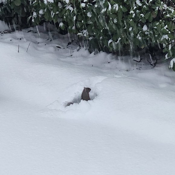 Meet your Posher, Posh - Picture 1 of 1